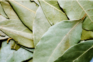 Harnessing the Power of Bay Leaf Rituals: Manifestation, Healing & Protection